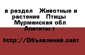  в раздел : Животные и растения » Птицы . Мурманская обл.,Апатиты г.